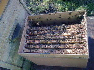 пчелосемьи в С-Пб