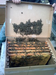 пчёлы используют надрамочное пространство