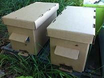 ящики для перевозки пчёл купить в Ростове-на-Дону