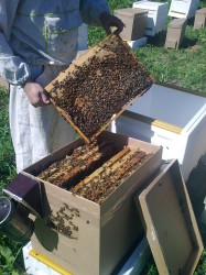 переселение пчелосемьи
