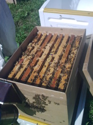пчелосемья на восьми рамках
