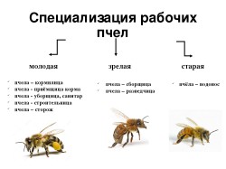 специализация пчёл