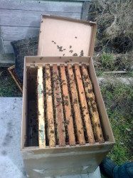 Пчелосемья на семи дадановских соторамках: расплод на 4-5 рамках, пчеломатка, корм, пакет, доставка до Санкт-Петербурга.