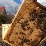 пасеки в ленинградской области адреса и телефоны. Смотреть фото пасеки в ленинградской области адреса и телефоны. Смотреть картинку пасеки в ленинградской области адреса и телефоны. Картинка про пасеки в ленинградской области адреса и телефоны. Фото пасеки в ленинградской области адреса и телефоны