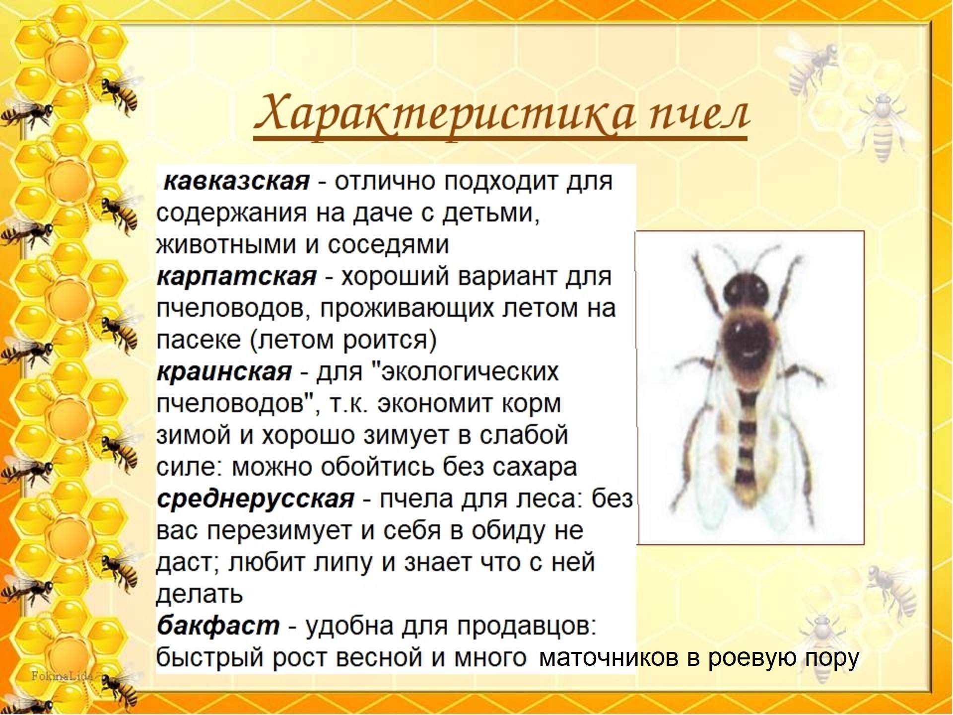 Купить Пчеломаток В Пчеловодных Магазинах Спб Купить Пчеломаток В Пчеловодных Магазинах Спб
