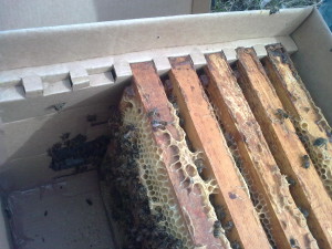 картонный улей для пчел