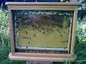 пчелы для дачи, наблюдения и апитерапии