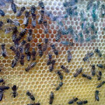 пчёлы в наблюдательном улье
