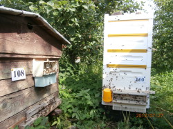 традиционный улей-"Домик" и Bee Box