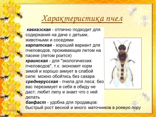 характеристика пород пчёл
