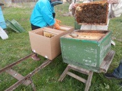 Пчелосемья на десяти соторамках: расплод на 5-7 рамках, пчеломатка, мёд, пакет, доставка до Санкт-Петербурга