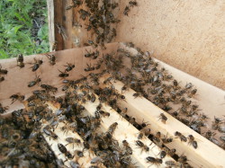 пчёлки в новом жилище