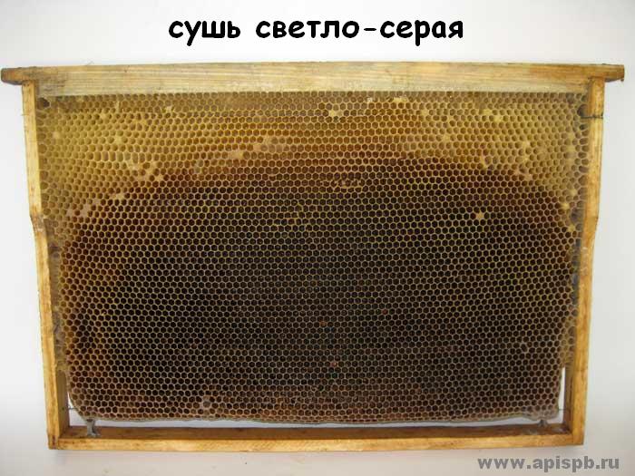 соты пчелиные - основа гнезда