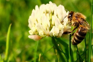 пчела-на-кашке