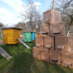 семьи пчёл в пакетах