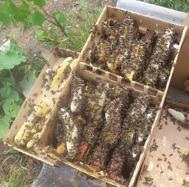 пчёл продаём в Санкт-Петербурге